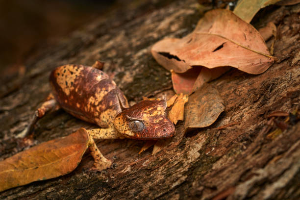 A beautiful Tokay gecko sitting on a tree in the wild at dusk. Location: Langkawi, Malaysia.