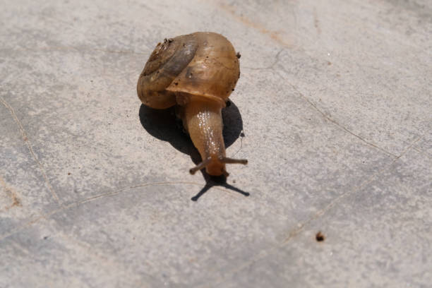 Macro shot of a small slimy snail with a spiral shell. A gastropod mollusk animal walks along a cement wall under the hot sunlight. Snail isolated on wall backgrounds. Negative Space