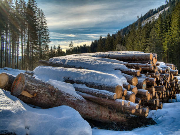 A serene winter scene featuring a stack of freshly cut logs blanketed with snow, set against a backdrop of tall evergreen trees and a clear blue sky. Sunlight filters through the forest, highlighting the natural beauty of the alpine wilderness and its tranquil atmosphere.