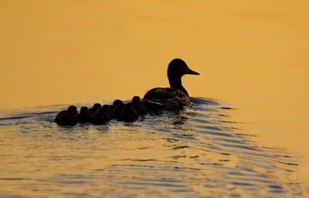 Ducklings are always together. They learn to navigate their body of water.