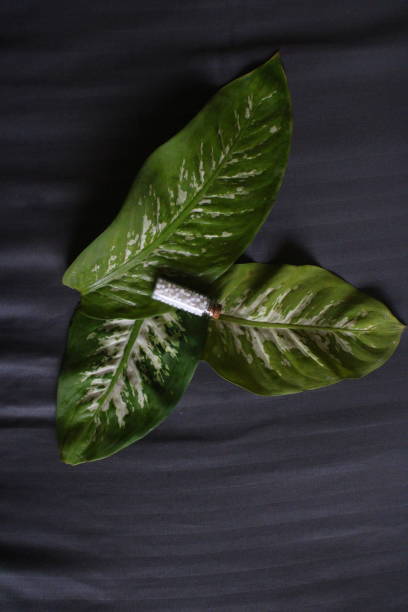 Homoeopathy healthcare system and medicine. A glass vial, homoeopathic pills on the green leaves with grey background. Homoeopathy healthcare as an alternative healthcare. rajkot india stock pictures, royalty-free photos & images