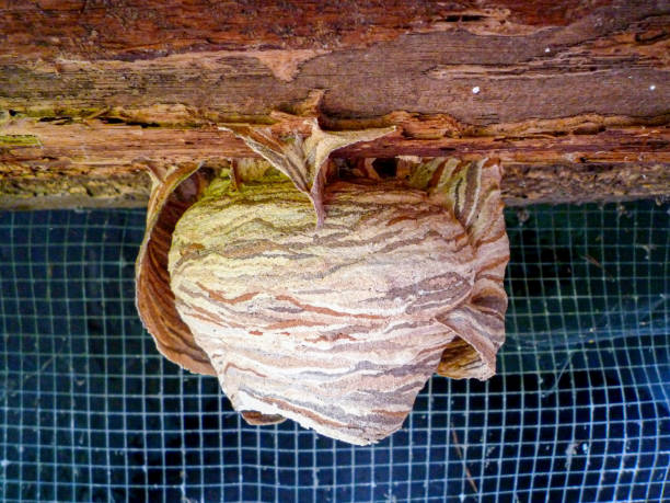 Hornet's next built in colorful autumn tree