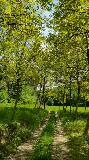 istock spring in the Fruska Gora national park 2195636532