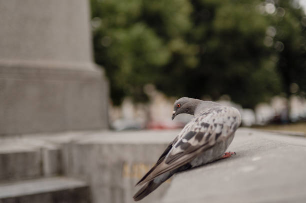 a pigeon on a wall looks behind itself