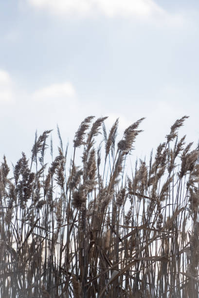 Low Angle View Of Dandelion, reeds Against Clear Sky