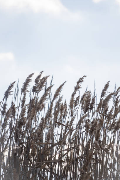 istock Low Angle View Of Dandelion, reeds Against Clear Sky 2195637395