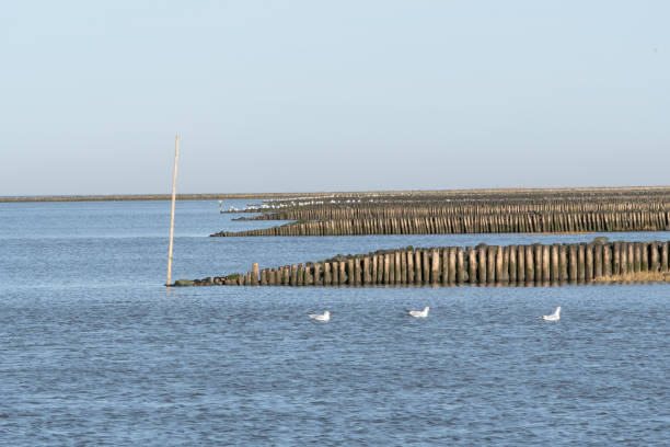 many bays with groynes by the sea