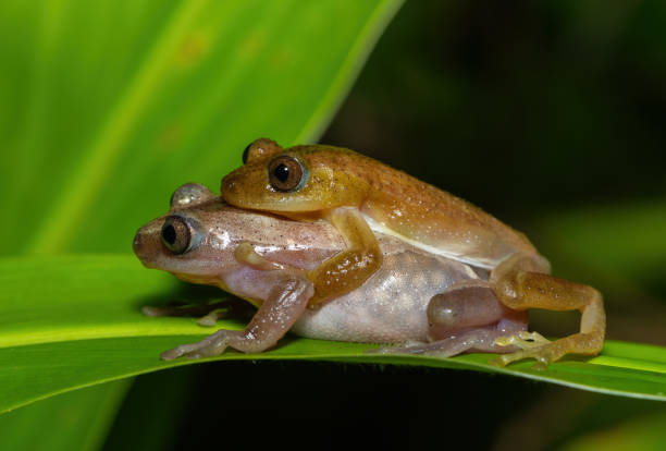 istock Greater leaf-folding frogs (Afrixalus fornasini), also known as Fornasini's spiny reed frog, or banana frog, in amplexus 2195638400