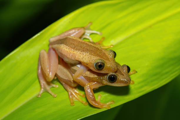 istock Greater leaf-folding frogs (Afrixalus fornasini), also known as Fornasini's spiny reed frog, or banana frog, in amplexus 2195638517