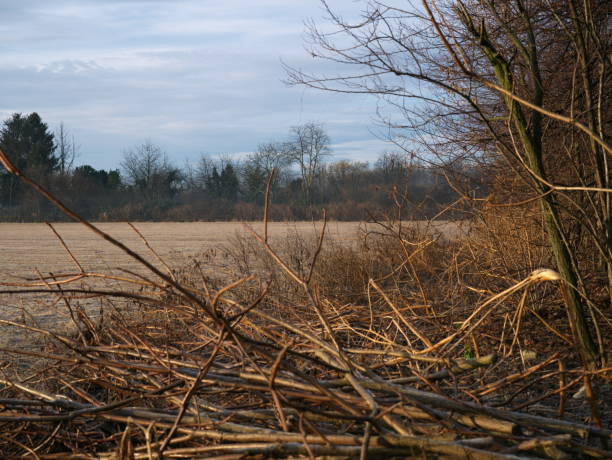 countryside in winter at dawn