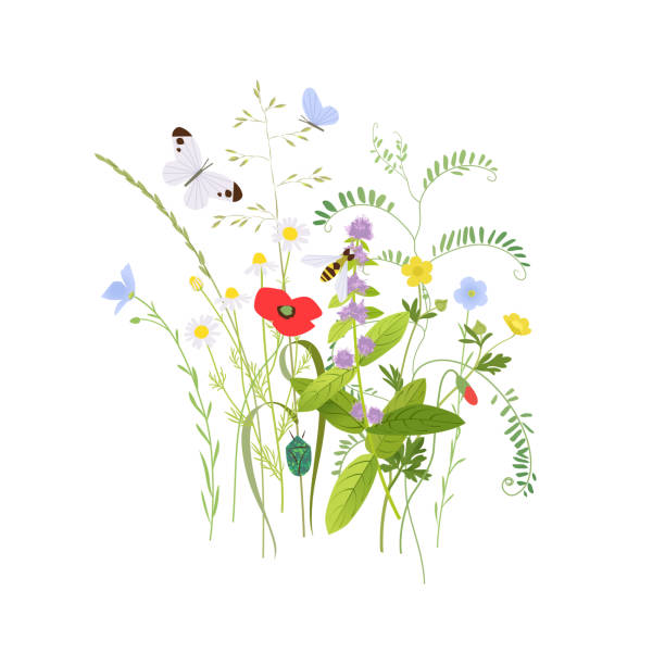 bukiet roślin kwitnących wiosną - dziki kwiat stock illustrations
