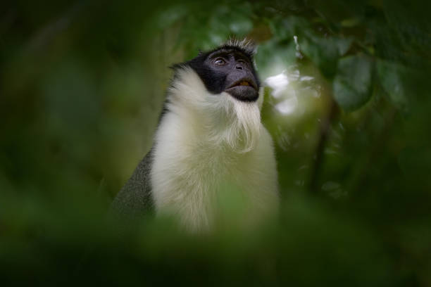 istock Roloway guenon, Cercopithecus roloway, rare black and white monkey in the green forest habitat, Ivory Coast in Cetral Africa.  Close-up detail potratit of monkey animal, nature wildlife. Guenonm Ghana 2195639211