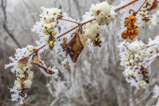 A branch of a bush with white and orange colored berries covered with hoarfrost on a cold and foggy winter day. The photo is suitable for background, posters,wallpapers or magazines.\nCanon EOS 5D IV, 1/160, f/14, 35 mm.