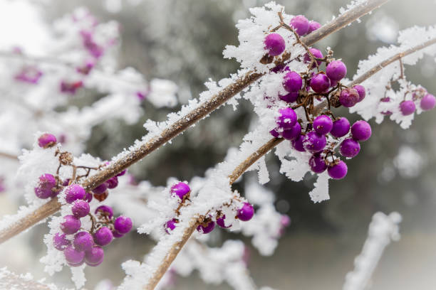 A branch of a bush with pink berries covered with hoarfrost on a cold and foggy winter day. The photo is suitable for background, posters,wallpapers or magazines.\nCanon EOS 5D IV, 1/320, f/10, 35 mm.
