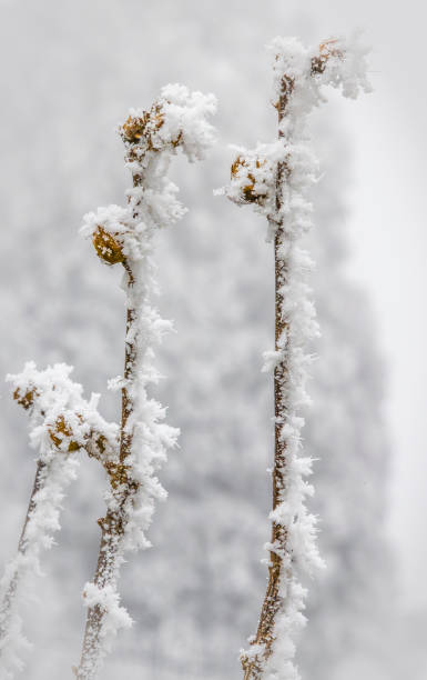 istock Brown twigs covered with hoarfrost 2195639480