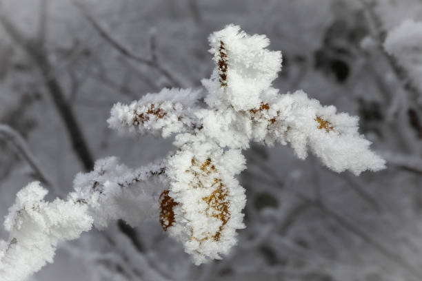 Dried leaves covered nearly complete with hoarfrost on a cold and foggy winter day. The photo is suitable for background, posters,wallpapers or magazines.\nCanon EOS R5 II, 1/320, f/10 , 35 mm.