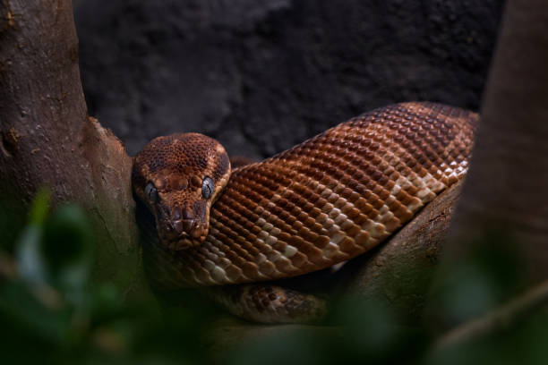 istock Rough-scaled python, Morelia carinata, large-scaled snake, species endemic to Australia. Brown snake in the nature habitat. Python sitting on the branch, wildlife nature. Viper from Australia. 2195639807