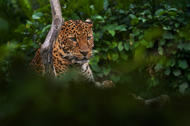 istock Javan leopard, Panthera pardus melas, wild cat to the Indonesian island of Java. Hidden leopard portrait in the nature habitat, cat in the green vegetation. 2195639840