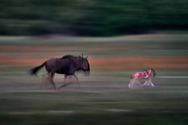 istock GNU blur move art. GNU herd in the green grass, Okavango delta. Blue wildebeest, Connochaetes taurinus, on the meadow, big animal in the nature habitat in Botswana, Africa. 2195639858