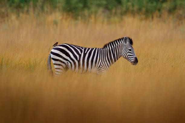 istock Okavango delta, zebra. Zebra with yellow golden grass. Burchell's zebra, Equus quagga burchellii, Nxai Pan National Park, Botswana, Africa. Wild animal on the green meadow. African safari. 2195639911