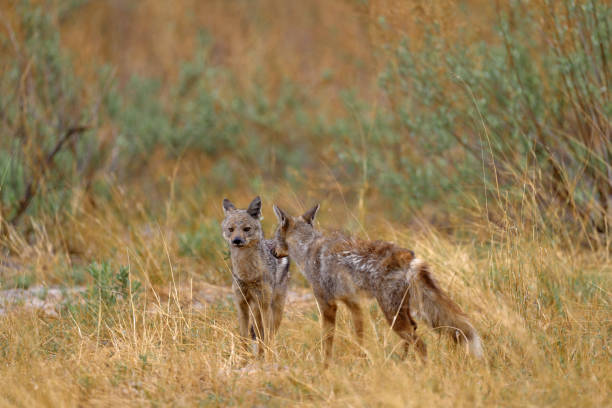 Okavango wildlife. Side-striped jackal, Canis adustus, canid native to Africa, in golden grass. Wet season. Safari in Okavango delta, Botswana. Jackal in nature habitat. Wildlife Africa, evening light. fauna del okavango. chacal rayado lateral, canis adustus, cánido originario de África, en hierba dorada. temporada de lluvias. safari en el delta del okavango, botsuana. chacal en hábitat natural. vida silvestre África, luz del atardecer