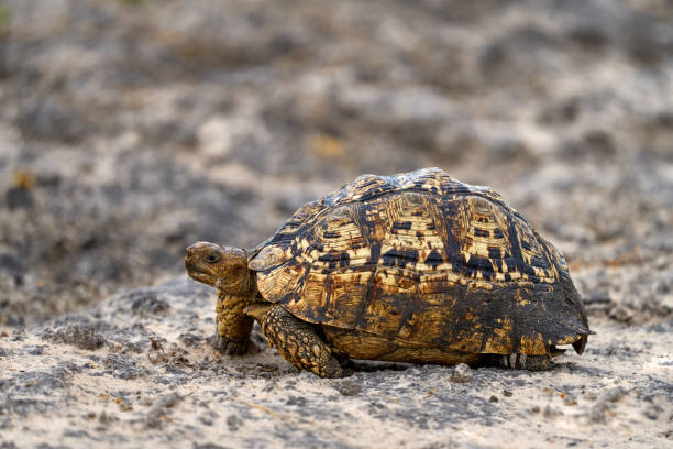 istock Turtle from Okavango. Leopard tortoise, Stigmochelys pardalis, on the orange gravel road. Turtle in the green forest habitat, Kruger NP, South Africa. Face portrait of tortoise, wildlife Botswana. 2195639993