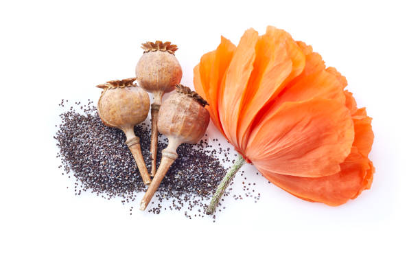istock Poppyhead with seeds and  flower on white background 2195641151