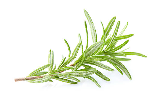istock Rosemary plant in closeup on white 2195641269