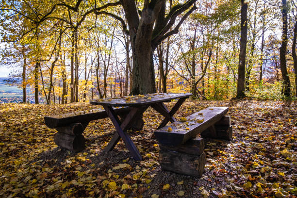 There is a peaceful picnic table nestled in a serene setting, surrounded by vibrant autumn foliage and a majestic tree