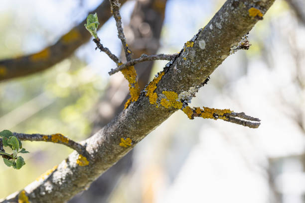 Gray and yellow lichen on the bark of an apple tree fruit tree. High quality photo
