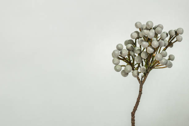 istock Branch of Brunia albiflora on a white background with space for text. 2195644649