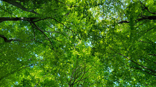 istock trees in the forest from low angle view, Fruska Gora 2195645092