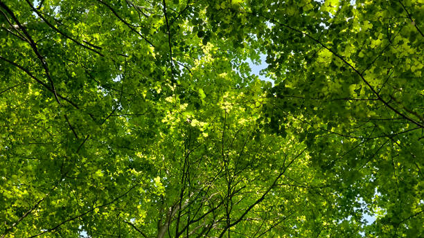 istock trees in the forest from low angle view, Fruska Gora 2195645106