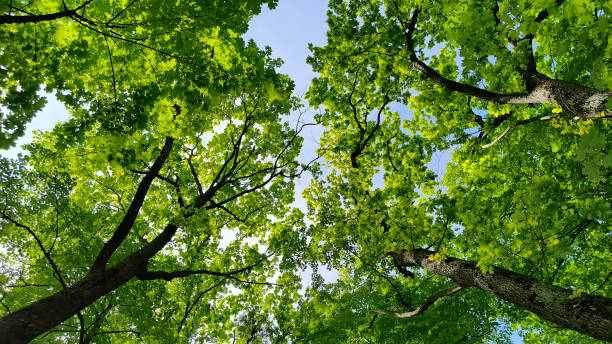istock trees in the forest from low angle view, Fruska Gora 2195645126