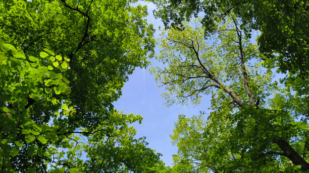istock trees in the forest from low angle view, Fruska Gora 2195645133
