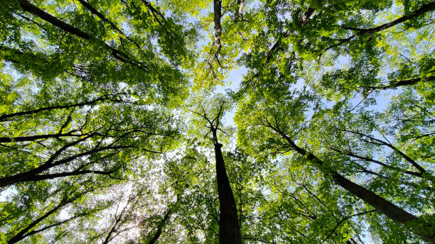 istock trees in the forest from low angle view, Fruska Gora 2195645137