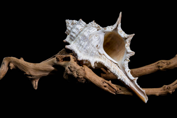 istock Murex spinicosta shell on wood black background 2195645145
