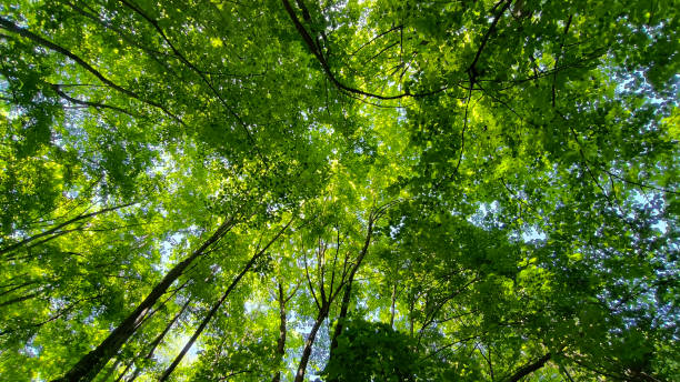 istock trees in the forest from low angle view, Fruska Gora 2195645265