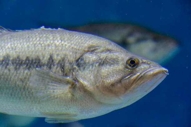 a fisherman holding up a large mouth bassPlease take a look at my other fishing photos: