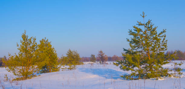 winter fir tree forest covered by a snow at the bright day