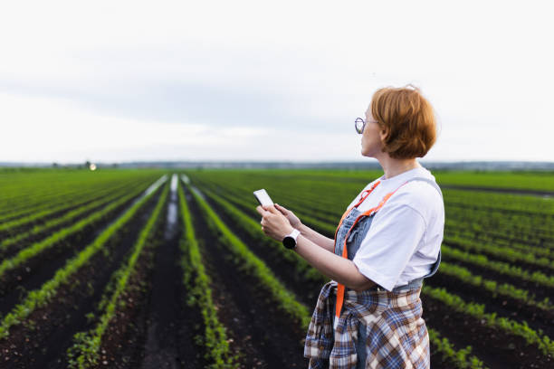 Technologist Inspecting Crops Using a Smartphone in a Lush Green Agriculture Field