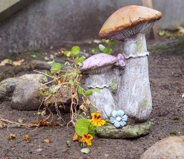 istock .Two decorative mushrooms placed on the ground with a small blue flower growing between them. 2195649048