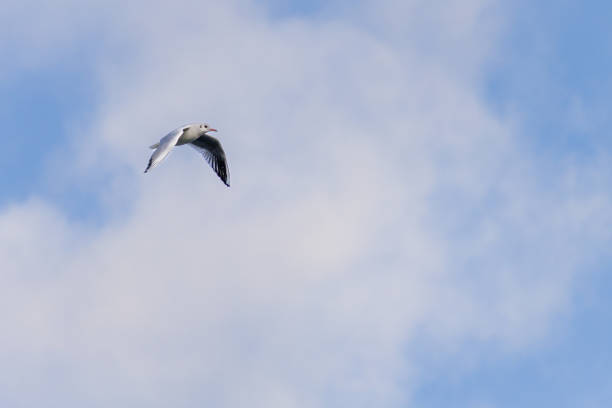 A seagull flies high in the sky above a blue and white cloudless sky. The bird is soaring through the air with its wings spread wide, enjoying the freedom of flight. Concept of tranquility and peace
