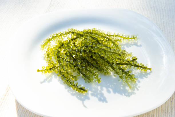 Umi-budou,sea grapes