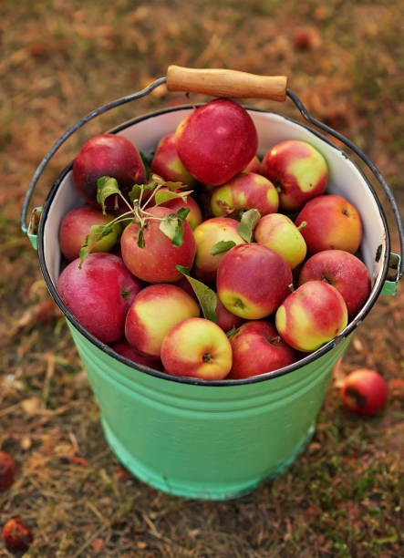 Ripe apples in a rustic arrangement showcasing their natural beauty with vibrant red and green hues. The apples' texture and color exemplify fresh produce, perfect for themes of harvest and healthy eating.