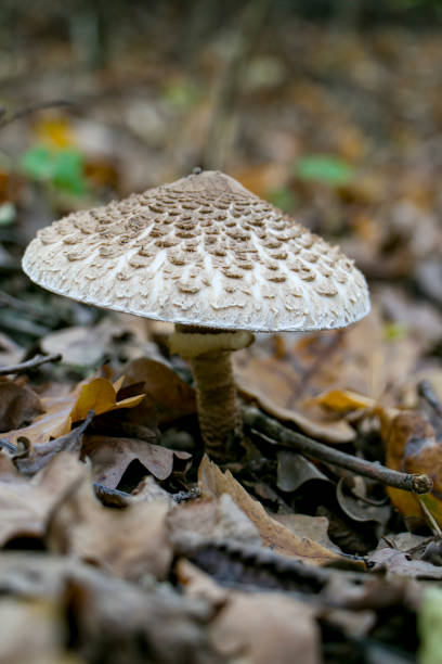 istock Umbrella mushroom (Macrolepiota procera) in its natural habitat. 2195653739