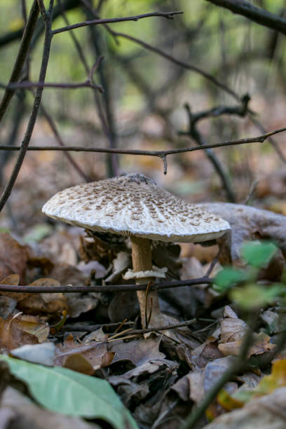 Umbrella mushroom (Macrolepiota procera) in its natural habitat. Umbrella mushroom Macrolepiota procera in an autumn forest.