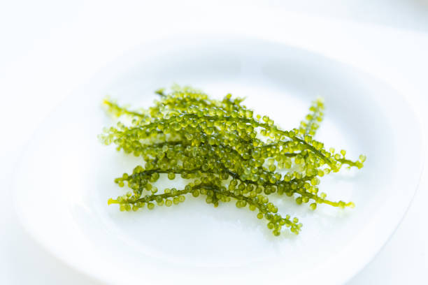 Umi-budou,sea grapes