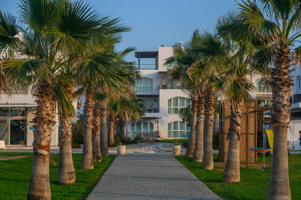 istock Strolling along a palm-lined pathway towards a serene coastal retreat in the evening light 2195658536