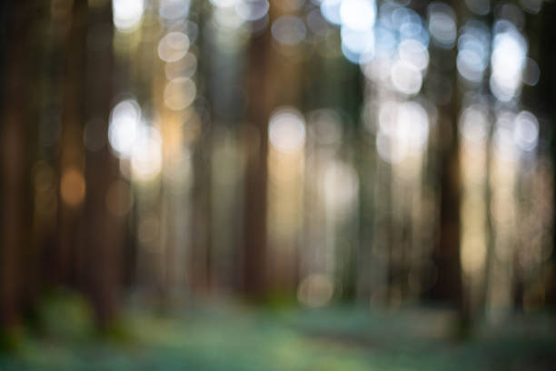 Blurred or defocused nature forest background or wallpaper. Blurry trees, specular highlights, bokeh, no people